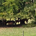 Aneri Апартаменти