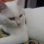 Aneri *