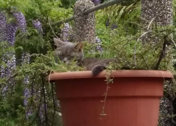 Daire Aneri Ljubljana