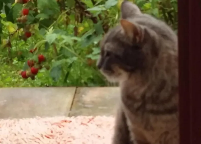 Aneri Daire Ljubljana