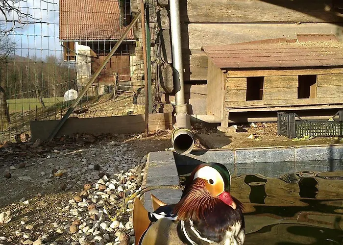 Aneri * ليوبليانا