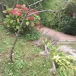 Aneri *